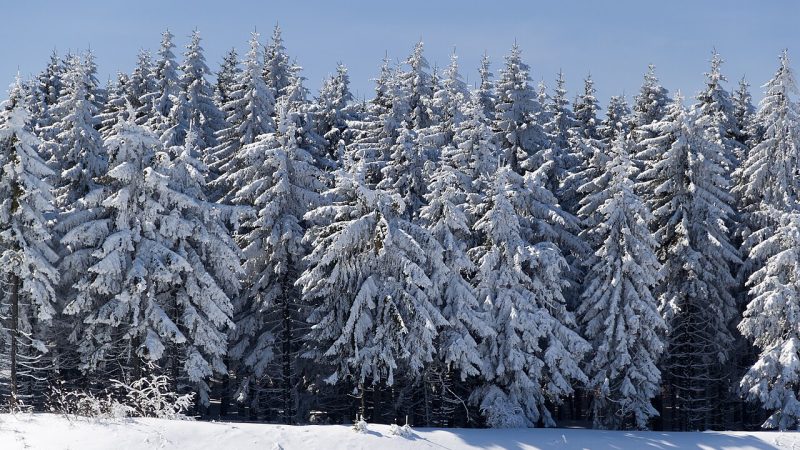 Symbolbild: Biathlon